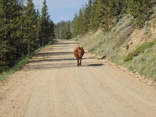 GDMBR: We stopped and she walked around us in a nearly perfect 3 yard/meter arc.